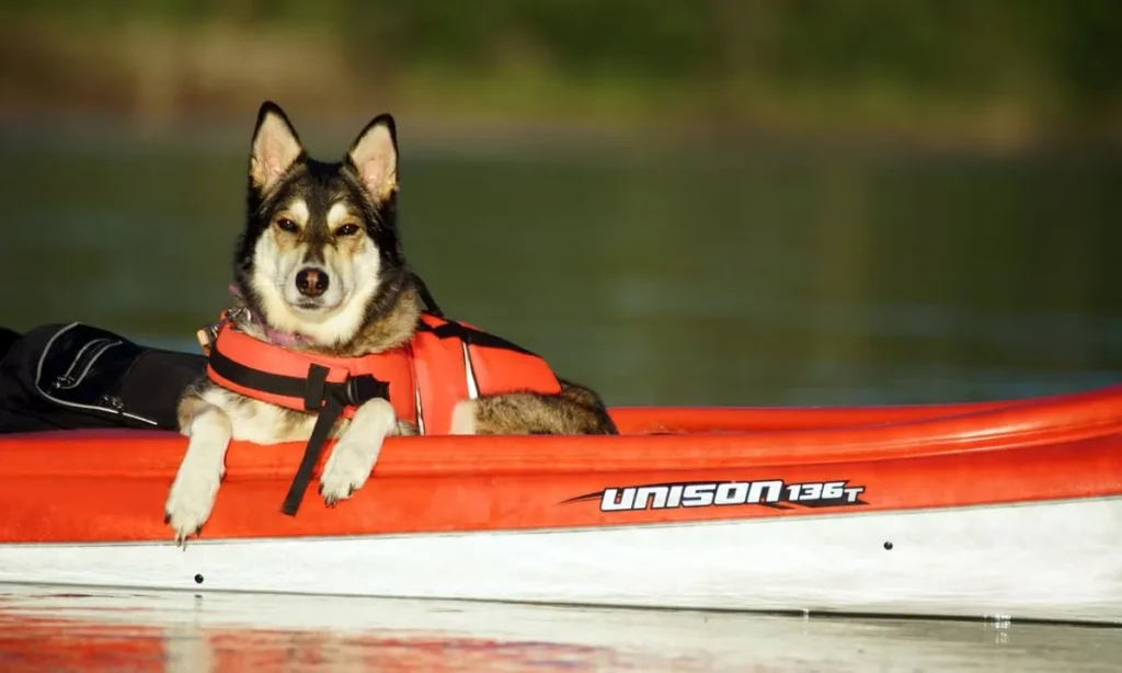 Kayak Dog Seats